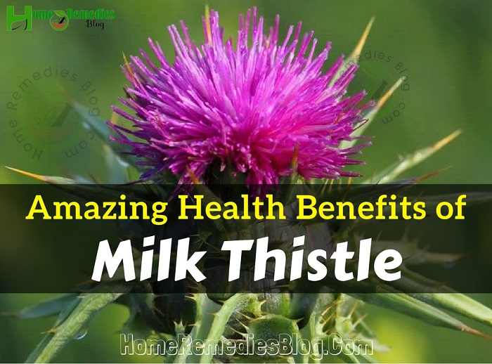 12 Amazing Health Benefits of Milk Thistle 12 Amazing Health Benefits of Milk Thistle